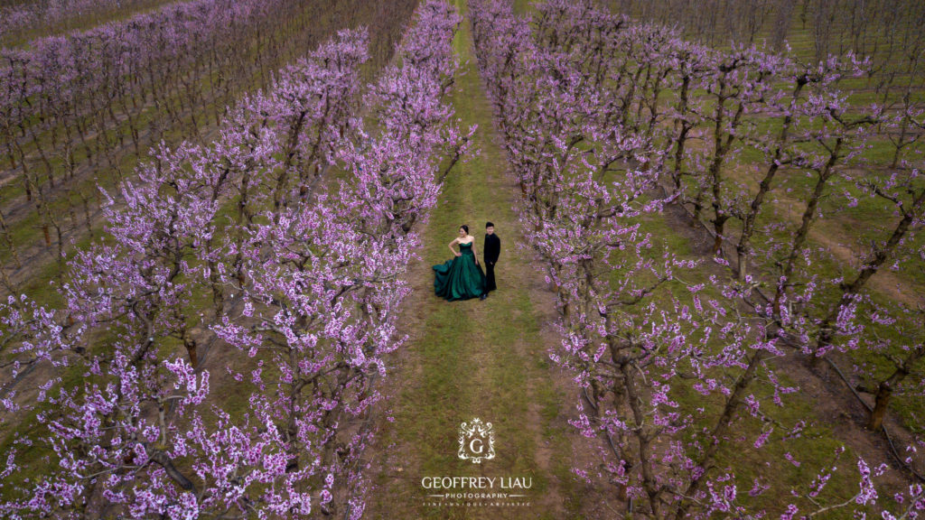 Perth Prewedding Photographer - Cherry Blossom