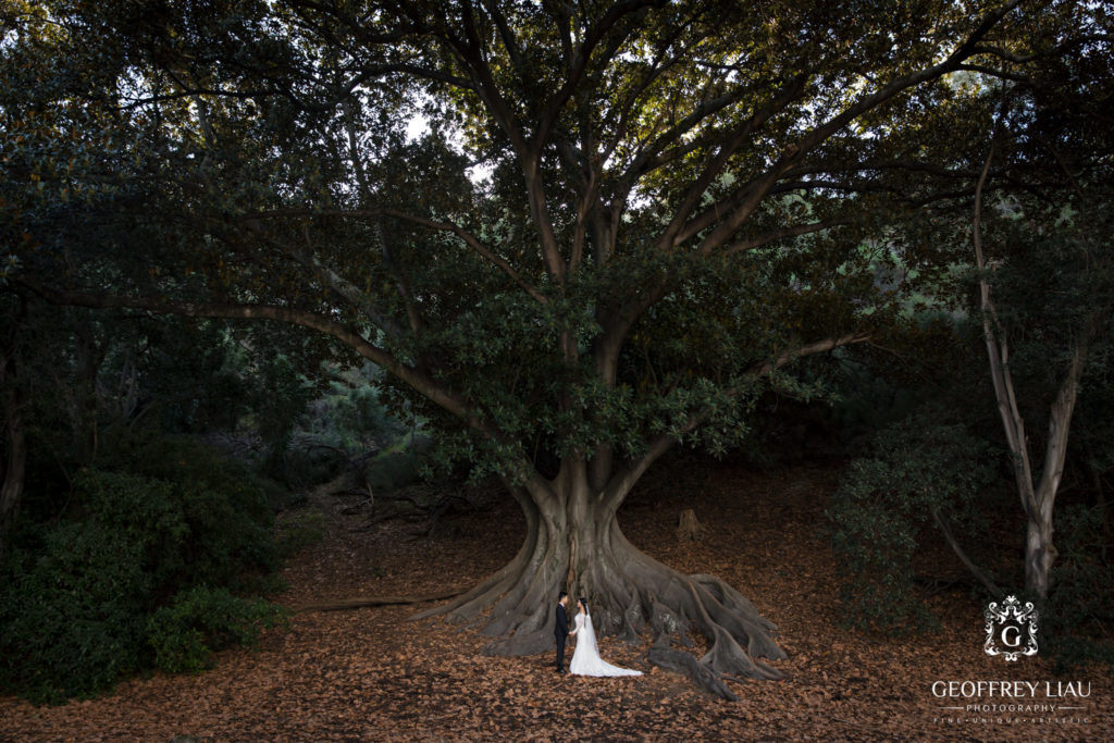 Perth Wedding Photographer - Big tree
